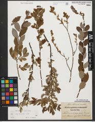 Foto von Salix starkeana Willd.
